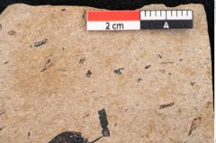 Foto (Detailansicht) von Araucaria sternbergii Goeppert (NHMW-GEO-2024-0188-8273)